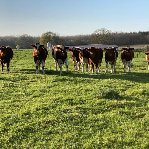 Les génisses , mise à l'herbe 2021(Génisses = qui n'a pas encore eu de veau)