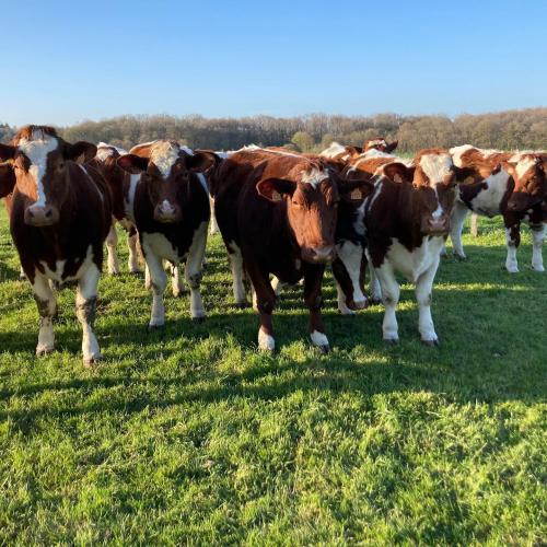 Les génisses , mise à l'herbe 2021(Génisses = qui n'a pas encore eu de veau)