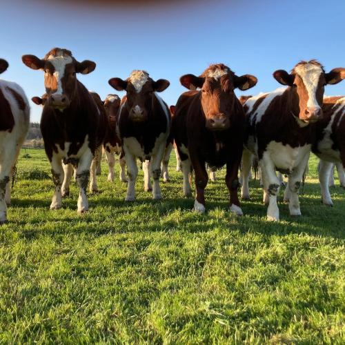 Les génisses , mise à l'herbe 2021(Génisses = qui n'a pas encore eu de veau)